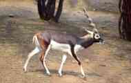 Harn antilope barva